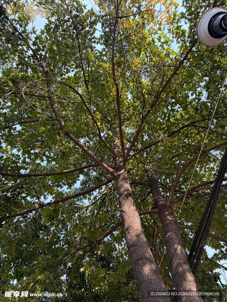 仰视葱郁树木与监控设备
