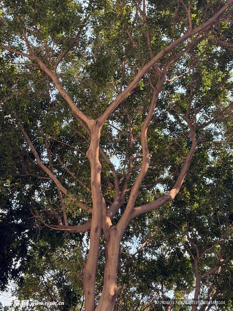 高大挺拔的树木景观