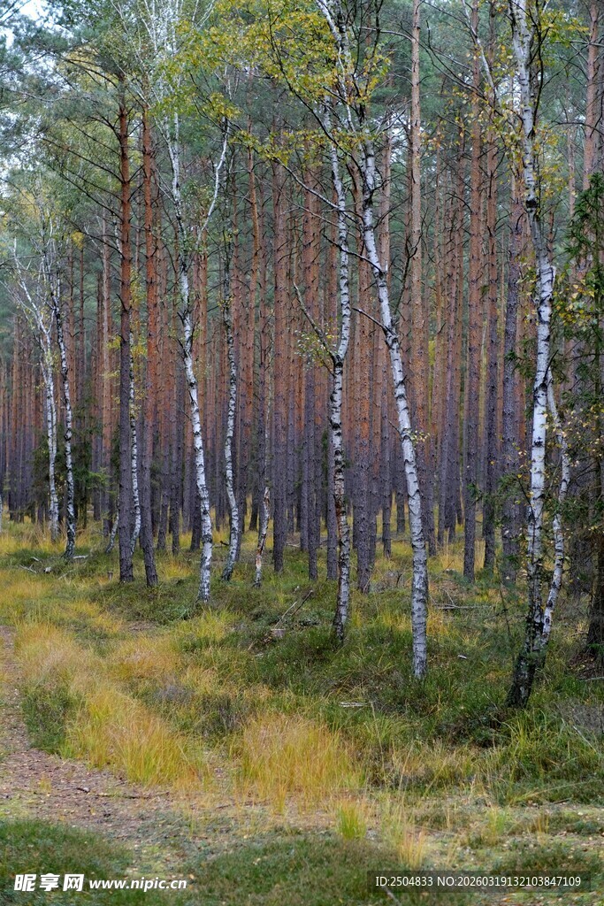 秋日松林间的静谧小道