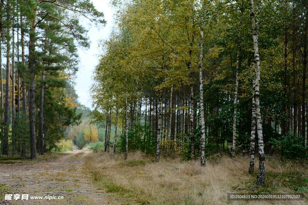 林间小道 静谧的森林风光