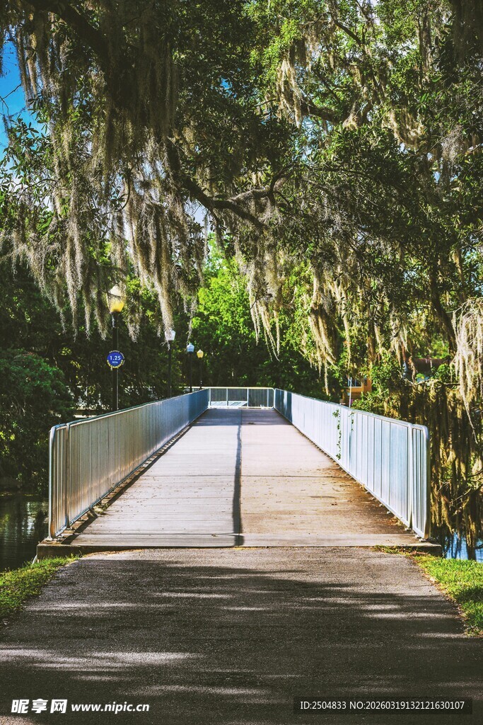 林间白桥的静谧风景