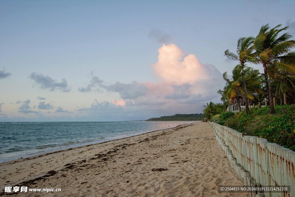 海滨沙滩美景 椰树相伴
