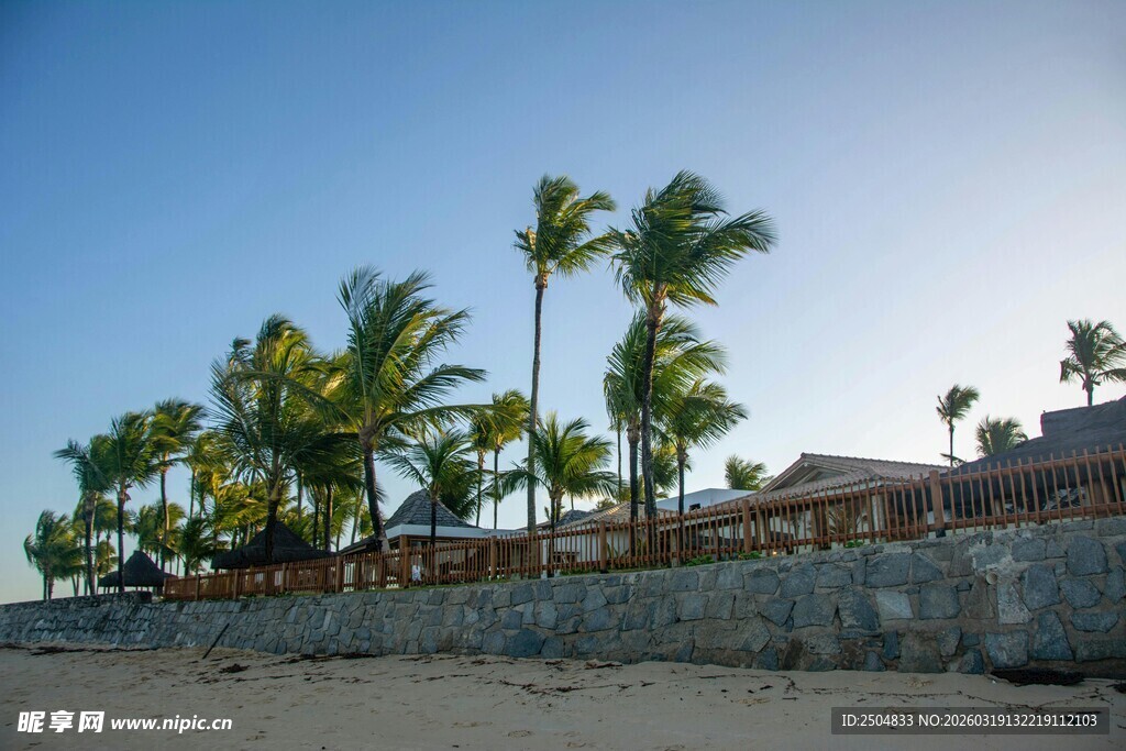 海滨椰树景观