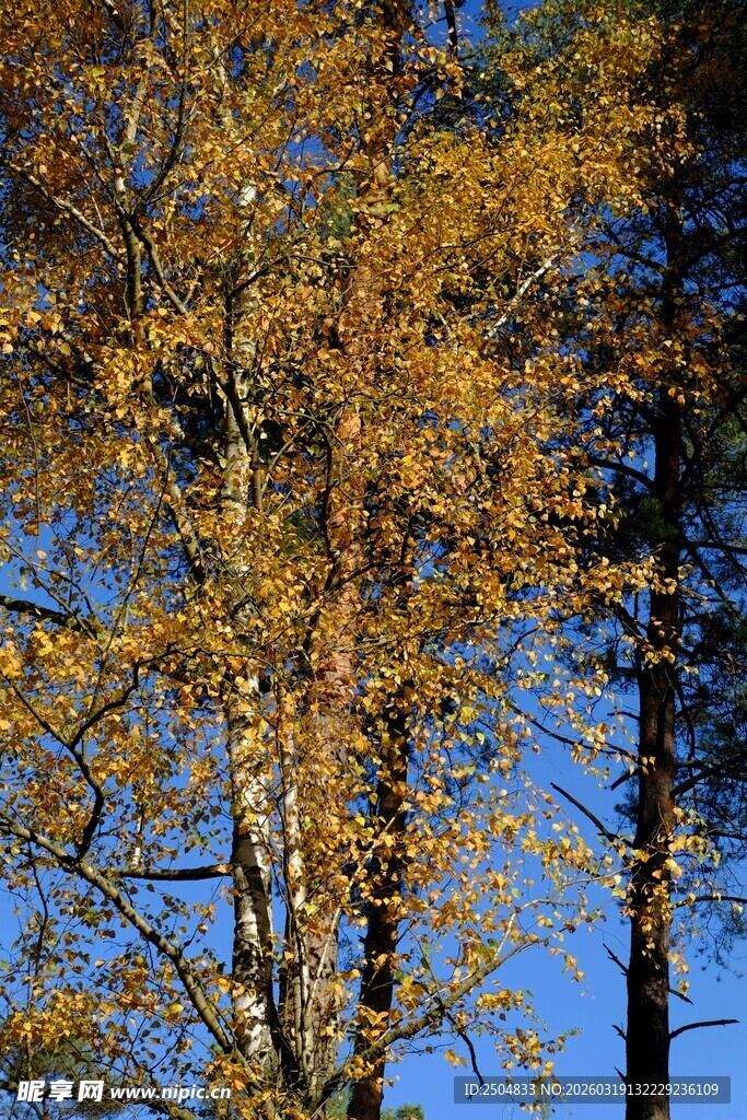 秋日金黄树木与蓝天