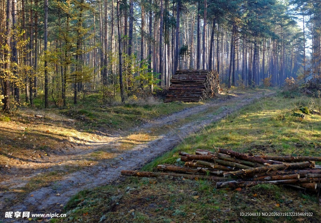 林间小道 静谧森林风光