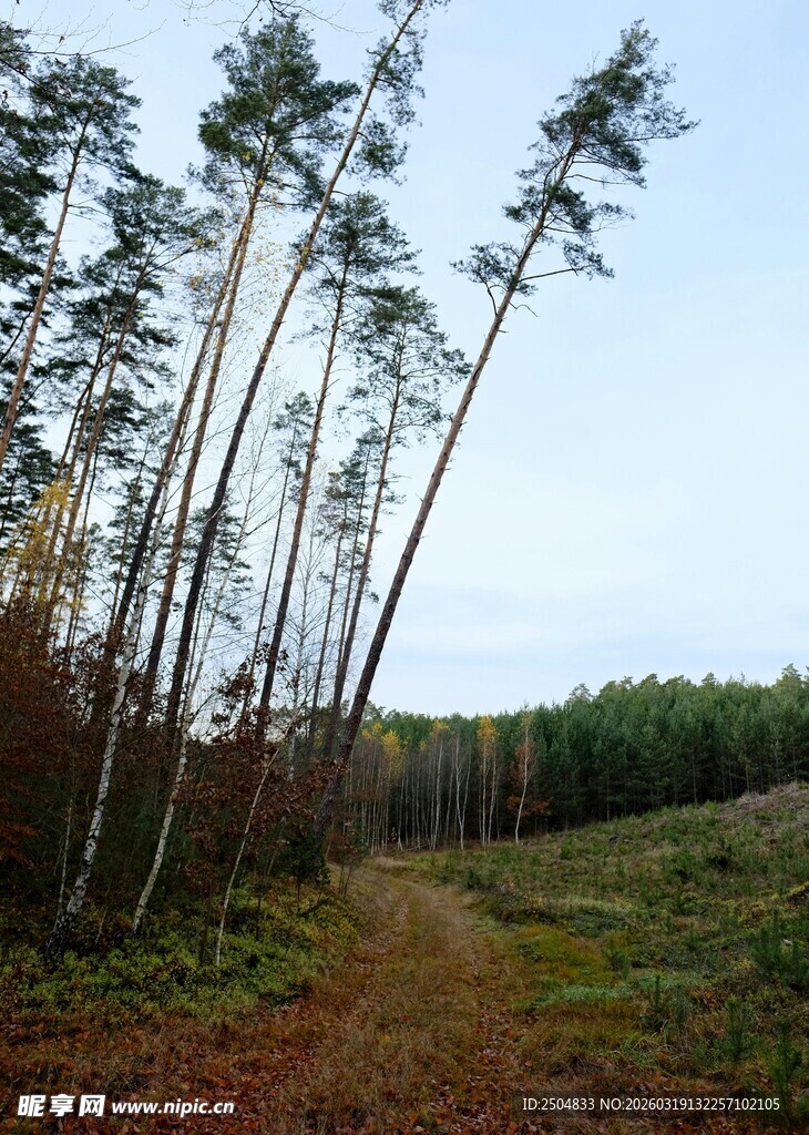 林间小径 挺拔树木相伴