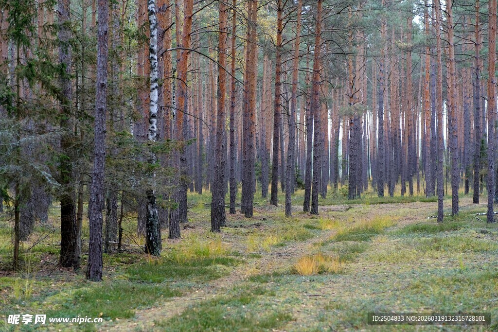 秋日松林风景