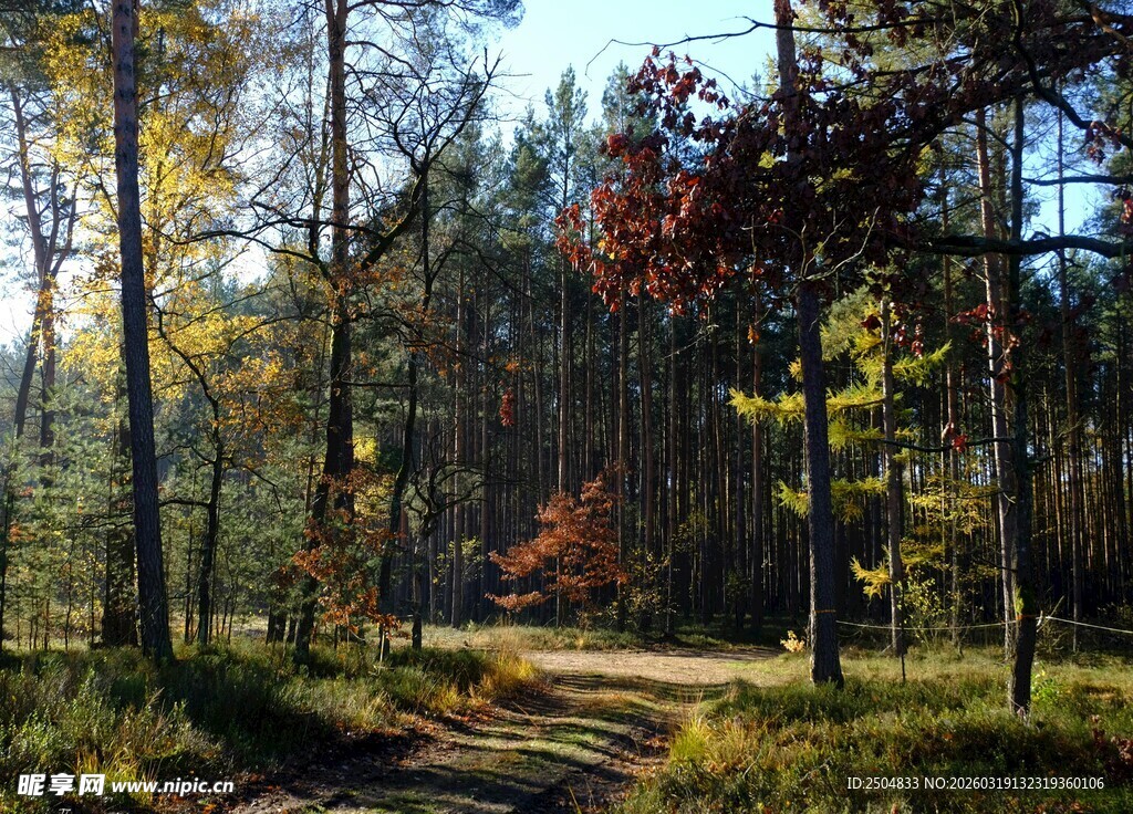秋日林间小道的静谧美景