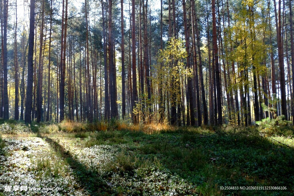 秋日静谧森林美景