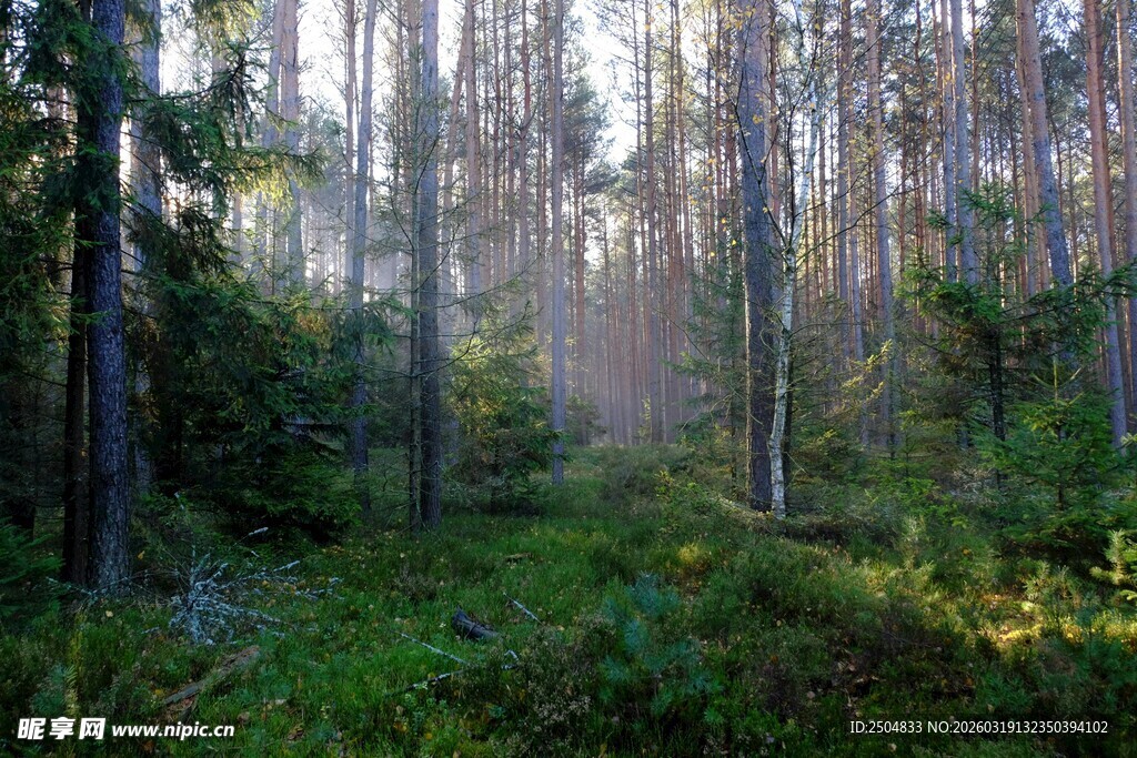 清晨迷雾中的静谧森林