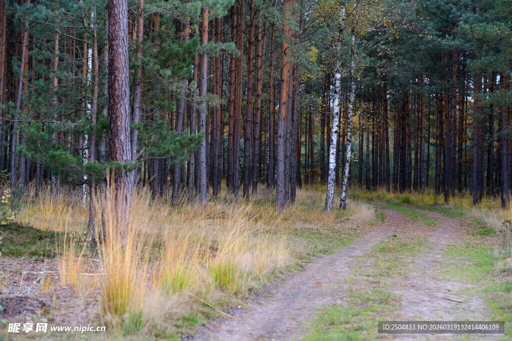 林间小径 秋日森林景致