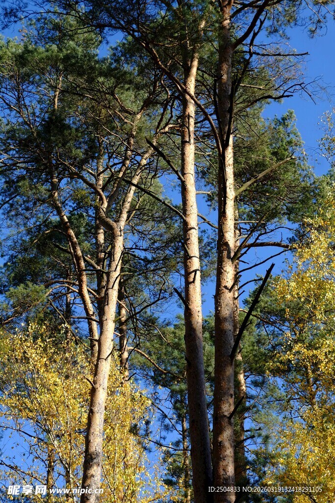 秋日挺拔的松树林