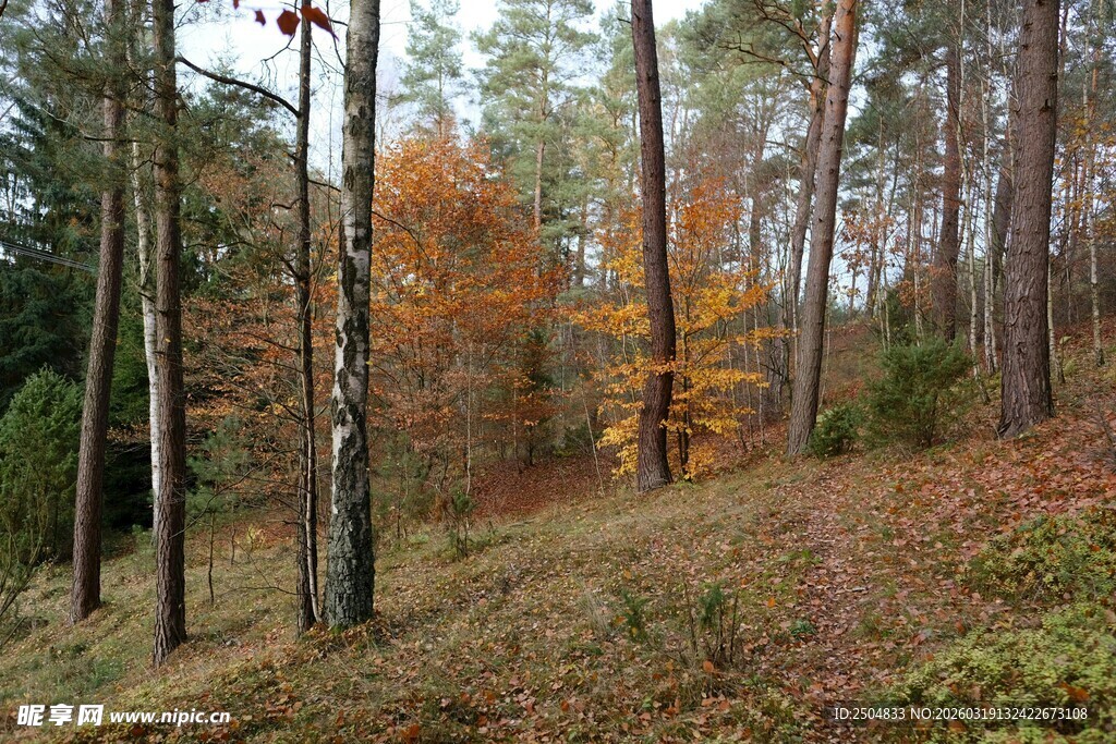 秋日山林风景
