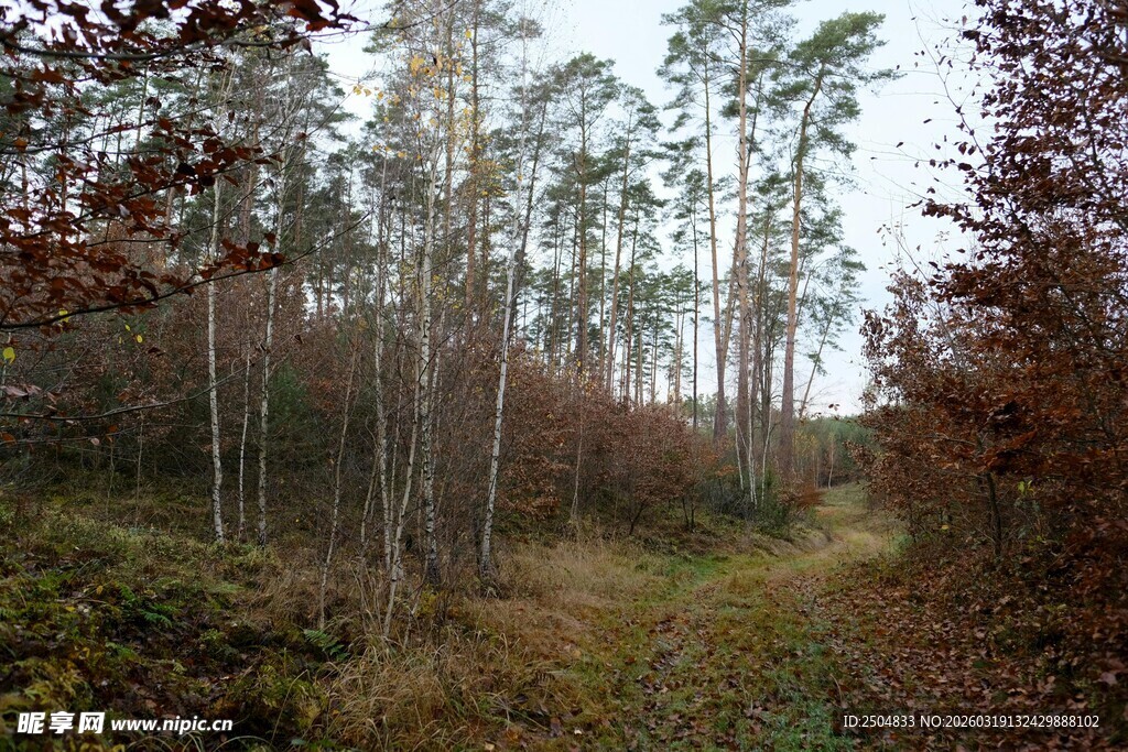 林间小道 秋日森林景致