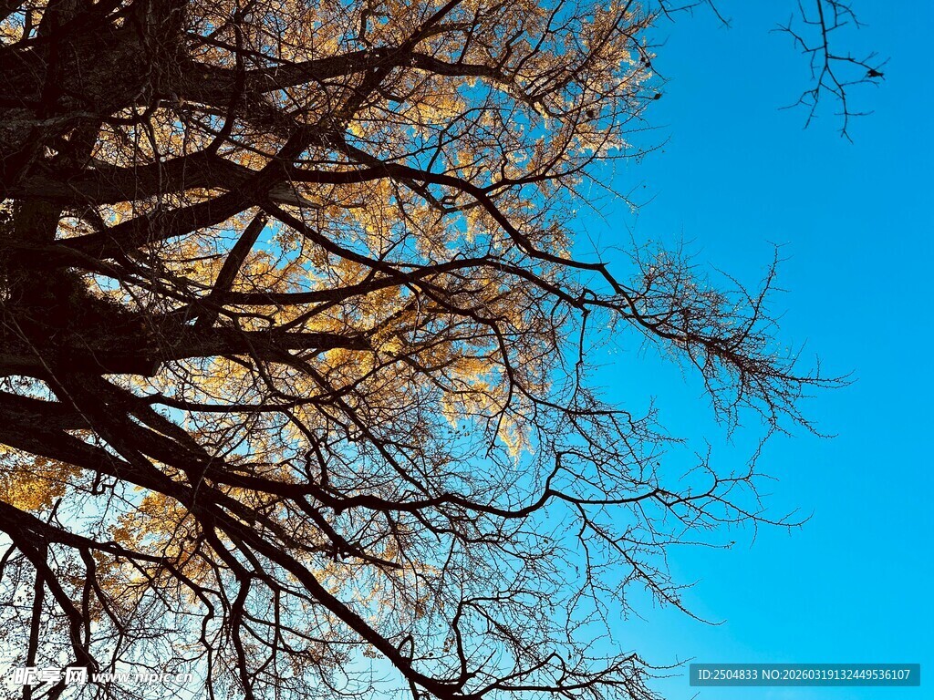 蓝天映衬下的光秃树枝