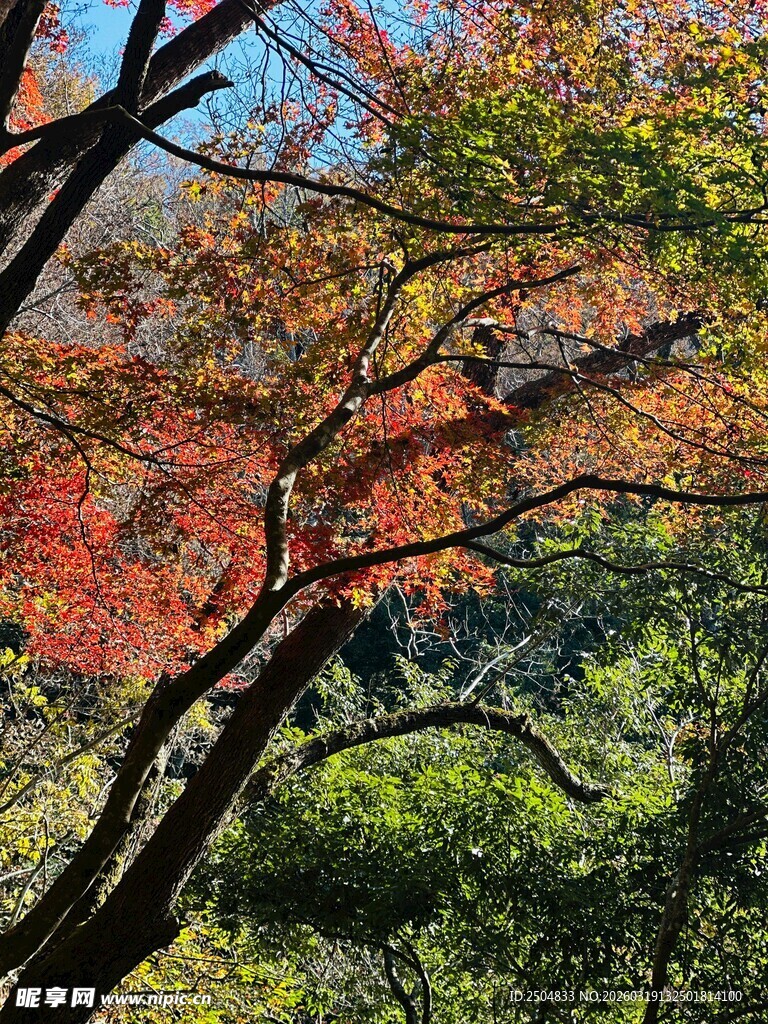 秋日斑斓树梢美景