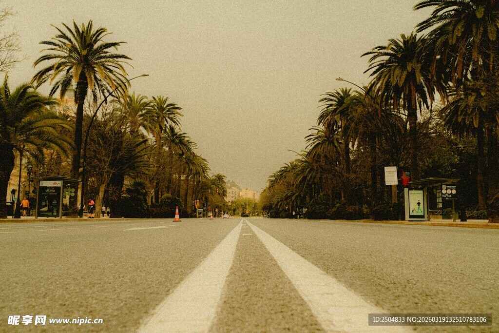 空旷道路与两旁棕榈树