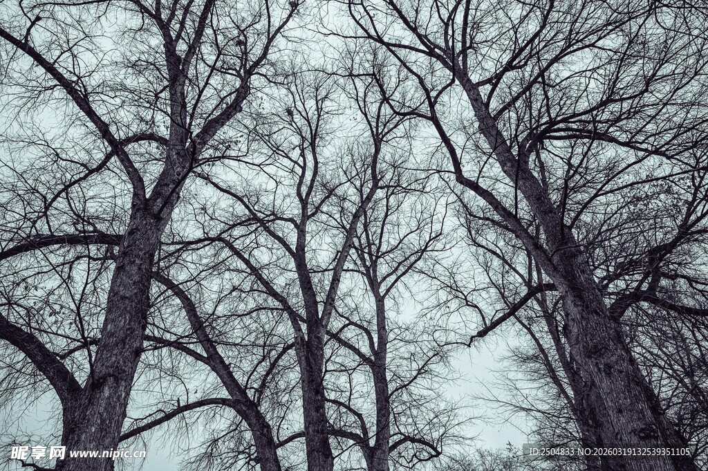 冬日枯树林景象