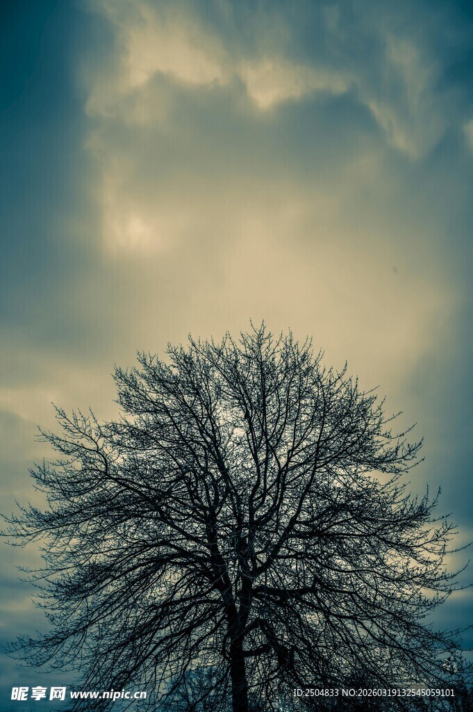 冬日孤树 苍穹之下的寂寥