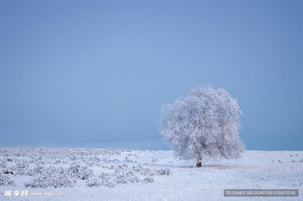 冬日雪树 纯净冰雪景致
