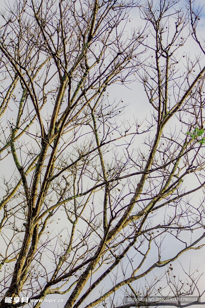 冬日光秃树枝景象
