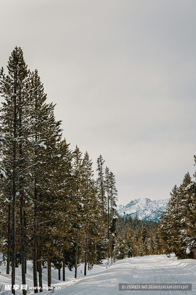 冬日雪林与远山美景