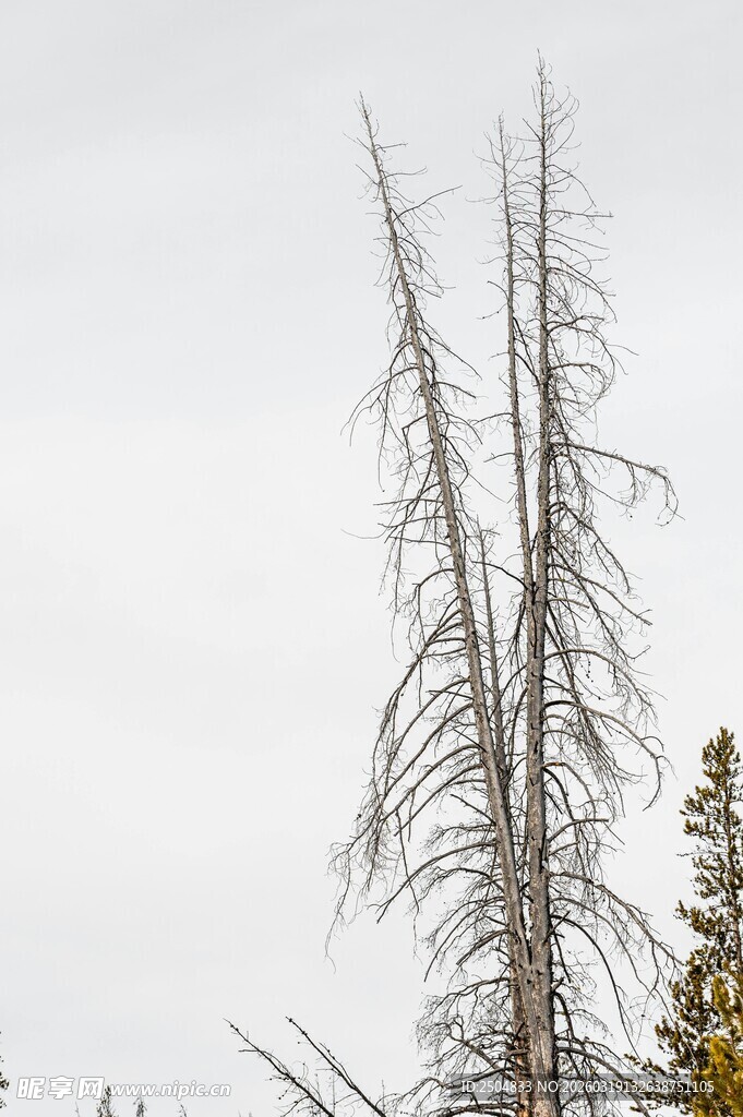 枯树挺立蓝天之下