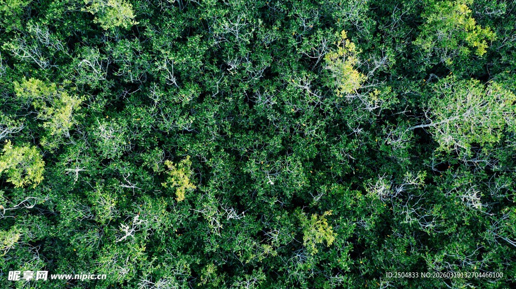 翠绿繁茂的植物墙景观