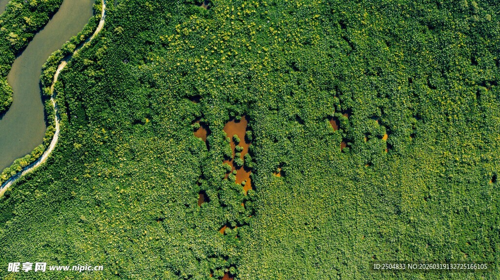 俯瞰绿野中的蜿蜒小路