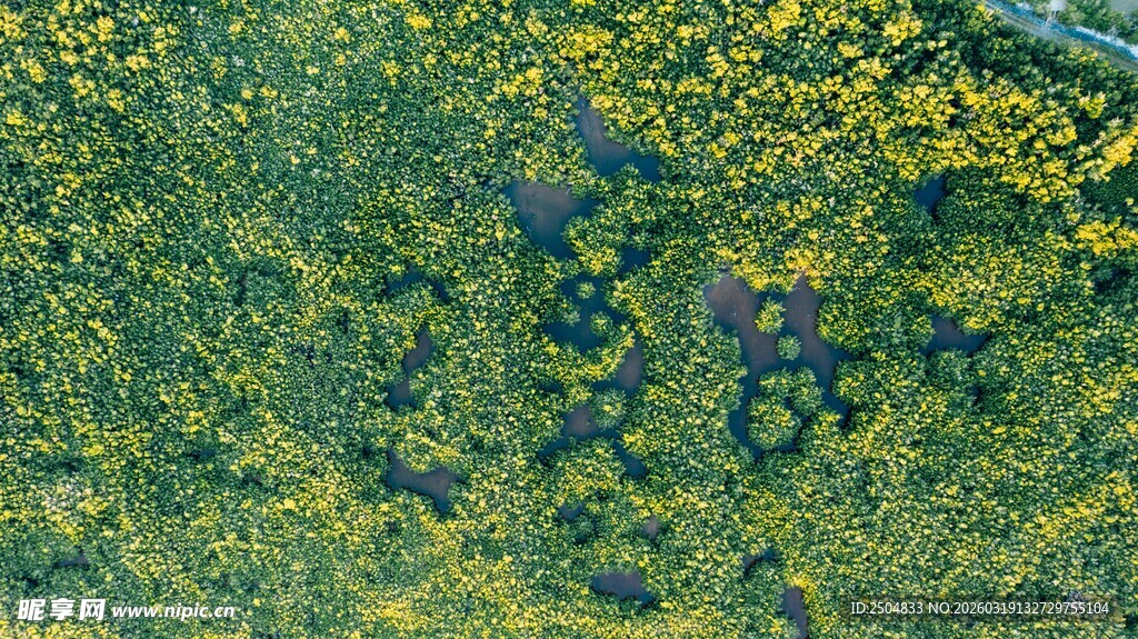 俯瞰绿意盎然的草地景观