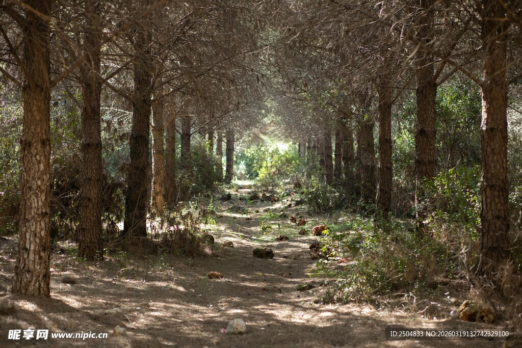 林间幽径 光影洒落的静谧处