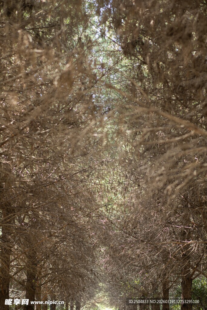 林间光影斑驳的静谧小道