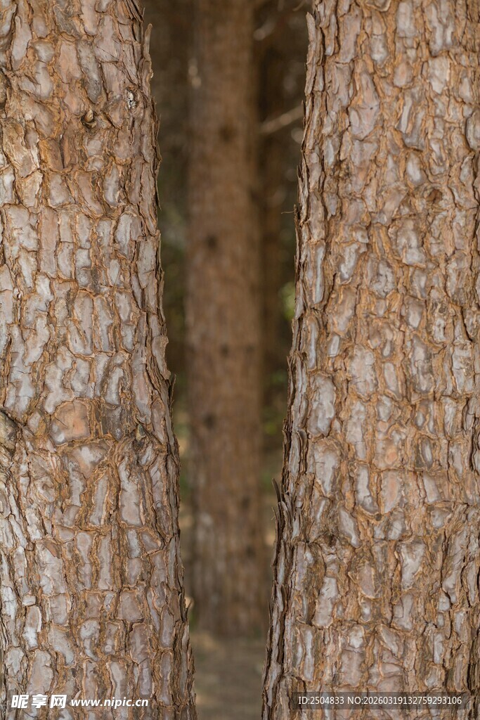 树皮纹理特写