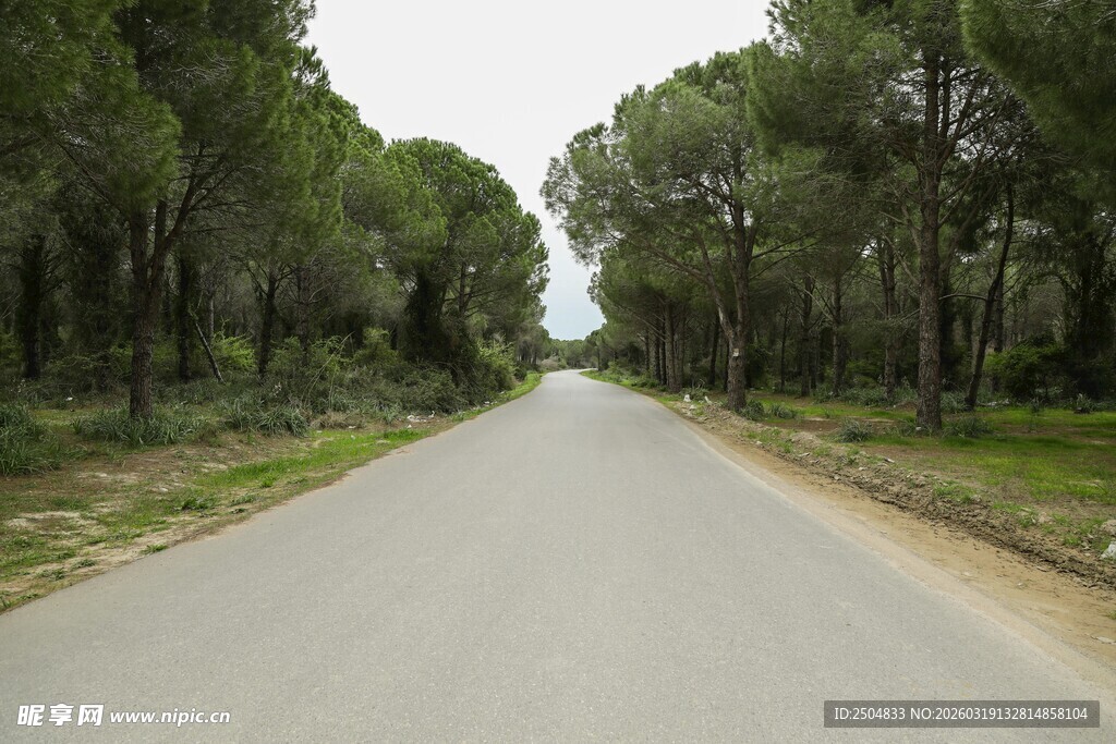 林间宽阔道路风景