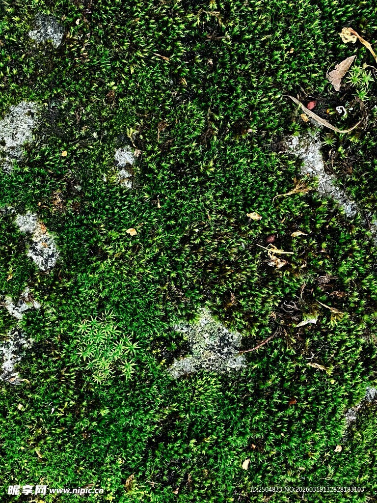 翠绿苔藓覆盖的自然景象