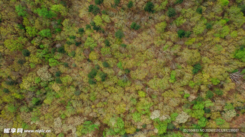 俯瞰绿意盎然的植被景观