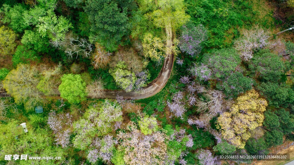 俯瞰蜿蜒于丛林中的小径