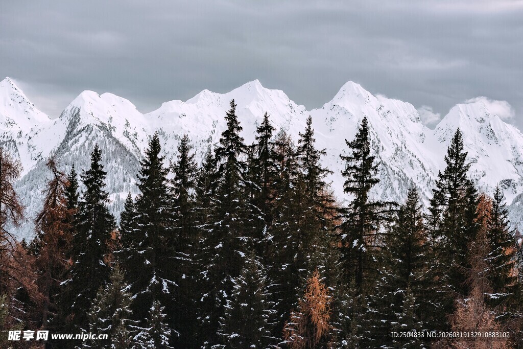 雪山下的茂密森林