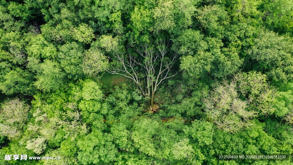 俯瞰茂密绿意森林