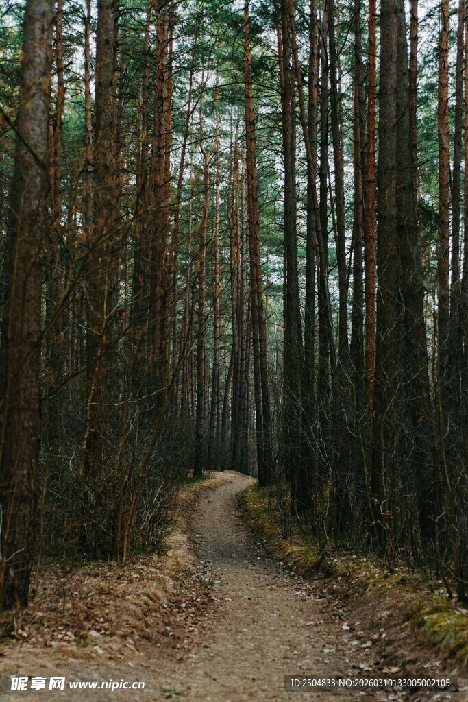 林间小道 静谧森林之景