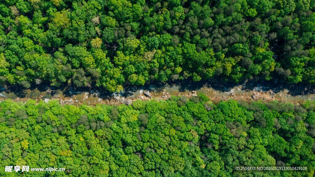 俯瞰葱郁森林景观
