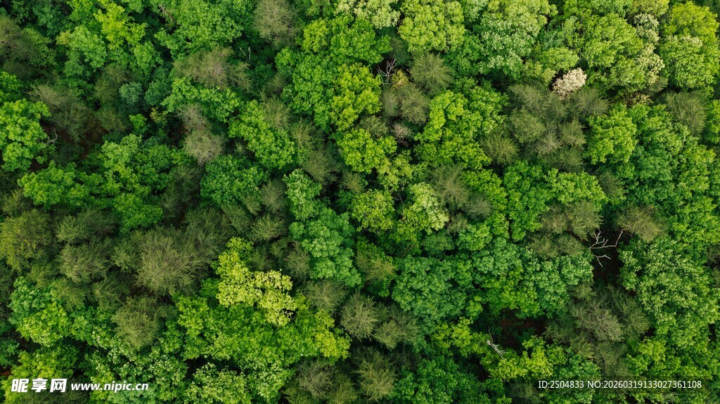 俯瞰翠绿繁茂的森林景观