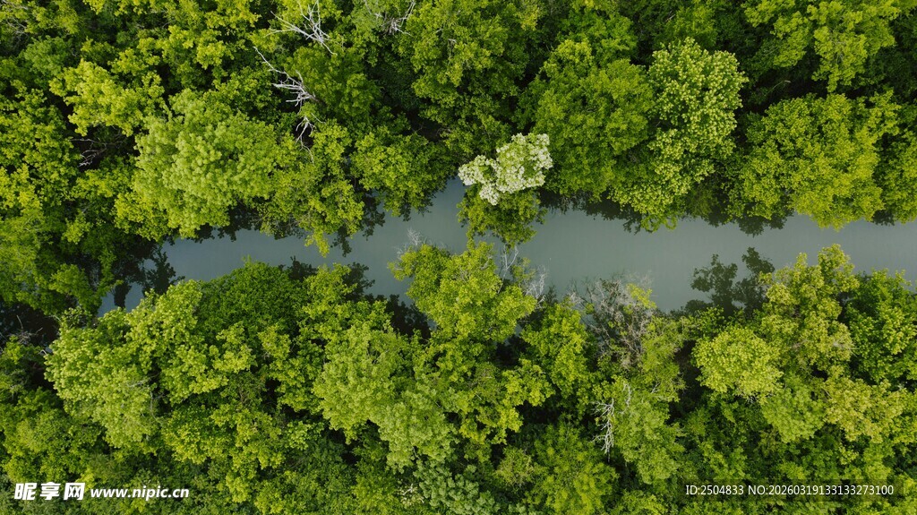 俯瞰葱郁森林中的蜿蜒河流