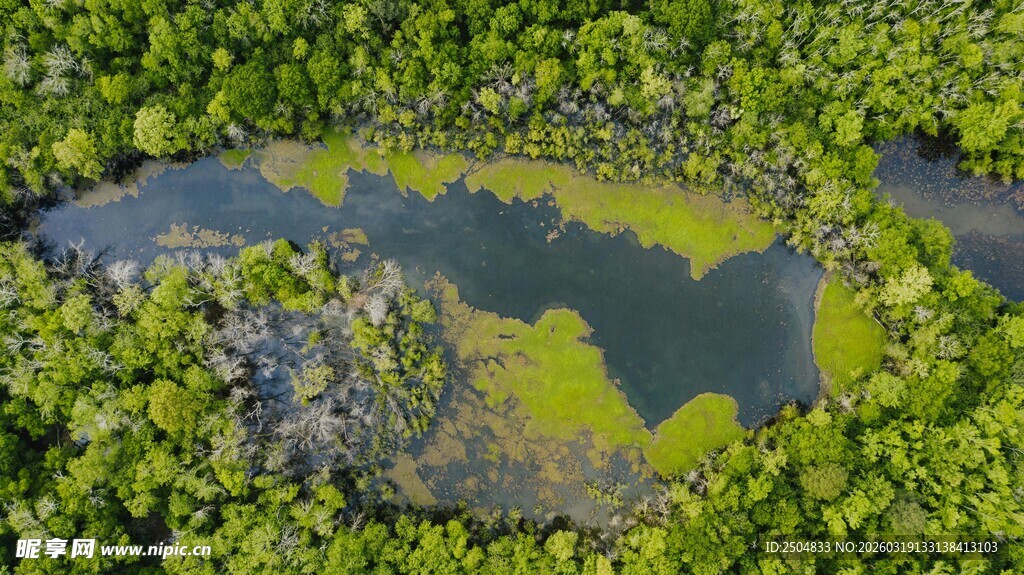 俯瞰绿意盎然的湿地景观