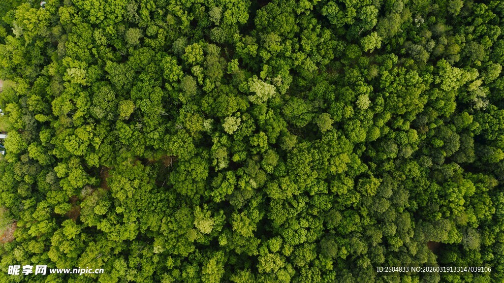 翠绿繁茂的植物顶视图