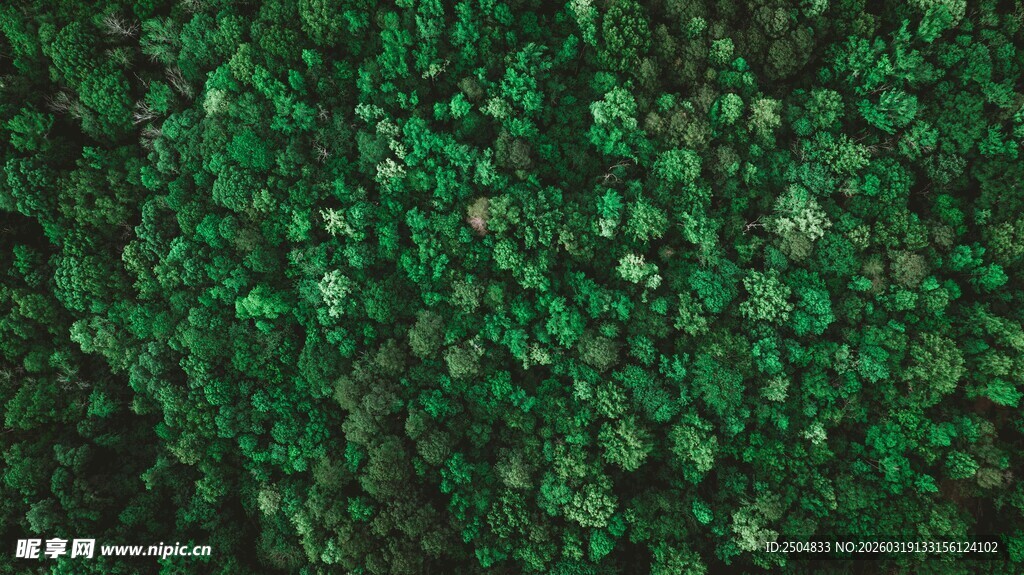 翠绿繁茂的植物景观