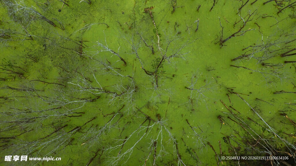 翠绿绒毛质感纹理背景