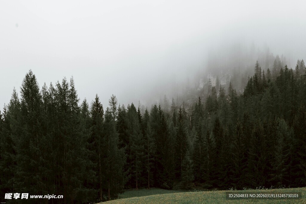 云雾缭绕的森林美景