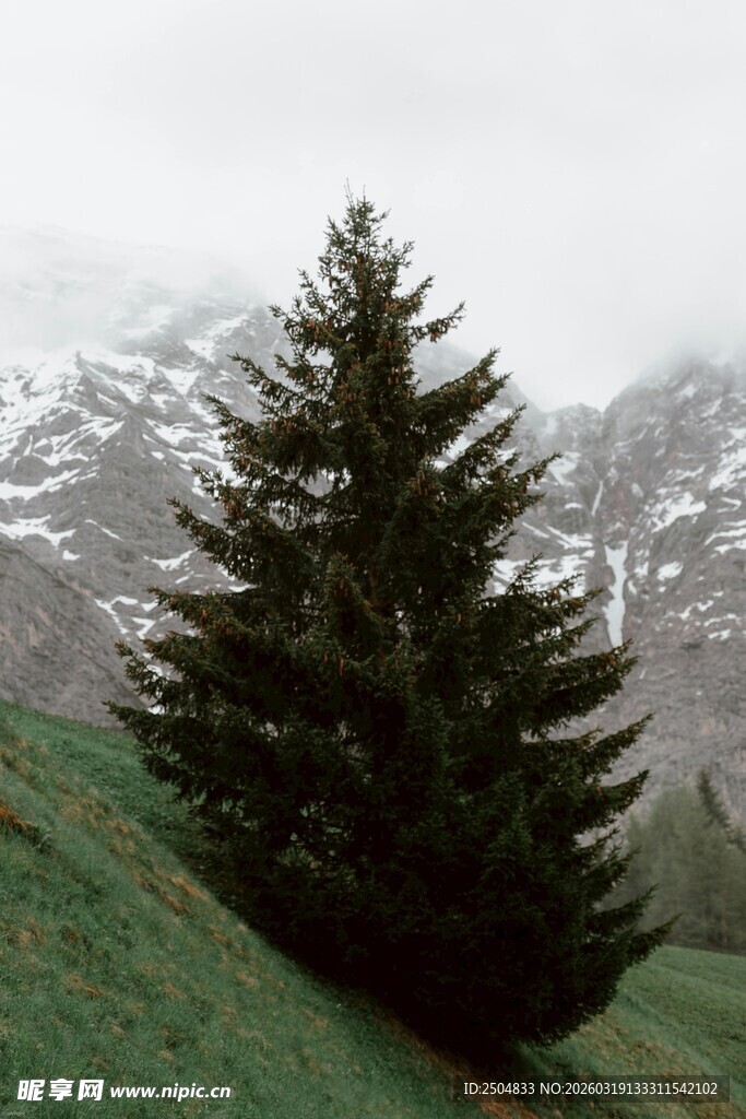 山间挺拔的翠绿杉树