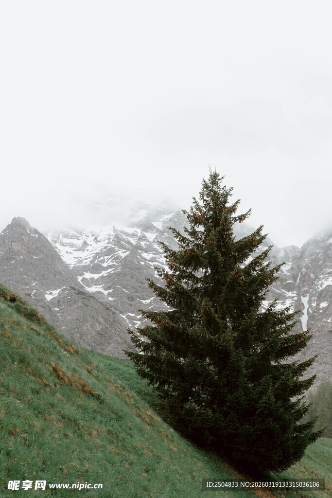 山坡上的挺拔青松